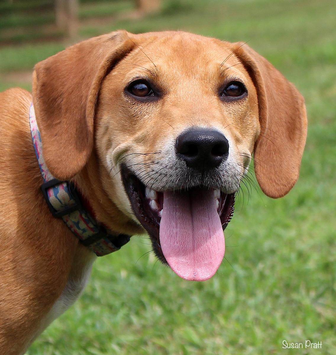 Red, Adoptable, Puppy Male Hound & Labrador Retriever.