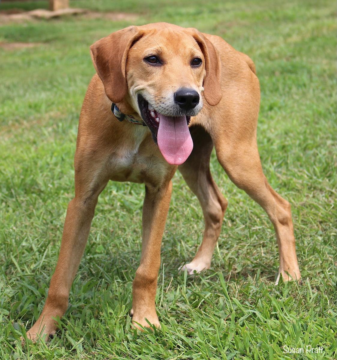 Enlarge Red, a Adoptable mixed breed in Bedford, VA image 4/6
