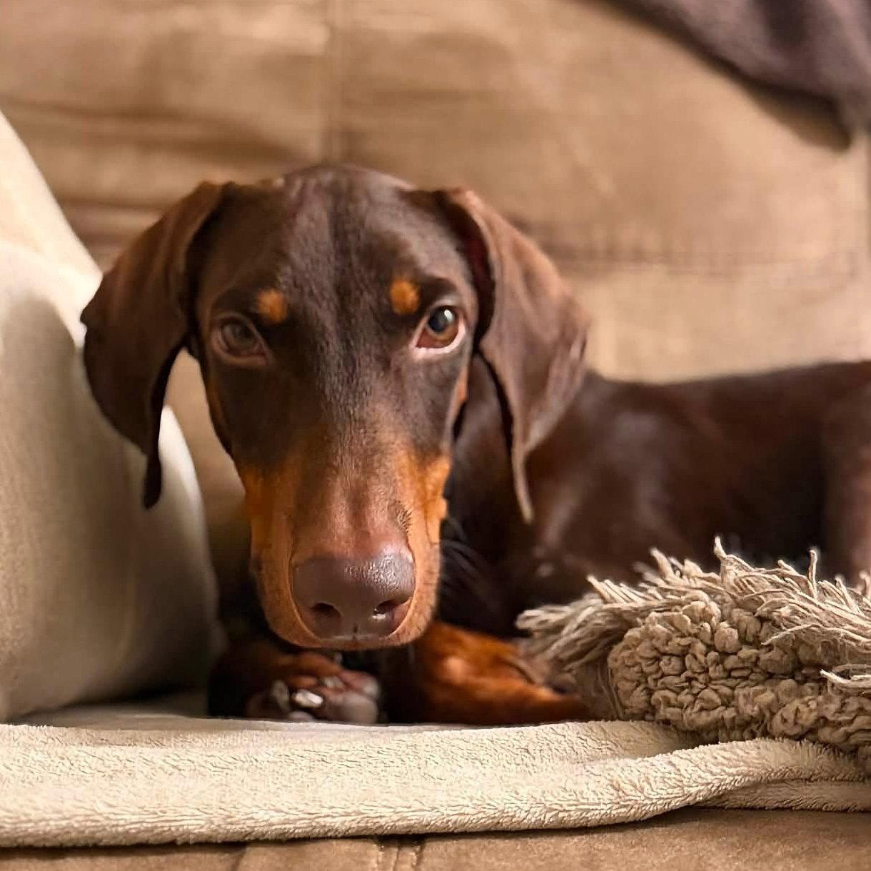 Enlarge Legend 3603, a Adoptable Doberman Pinscher in Oakland Park, FL image 1/3