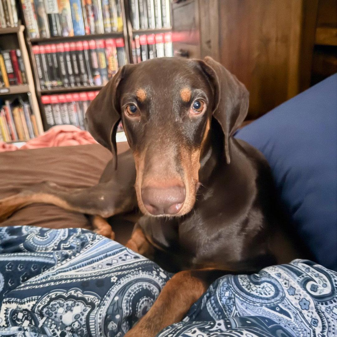 Legend 3603, Adoptable, Young Male Doberman Pinscher.