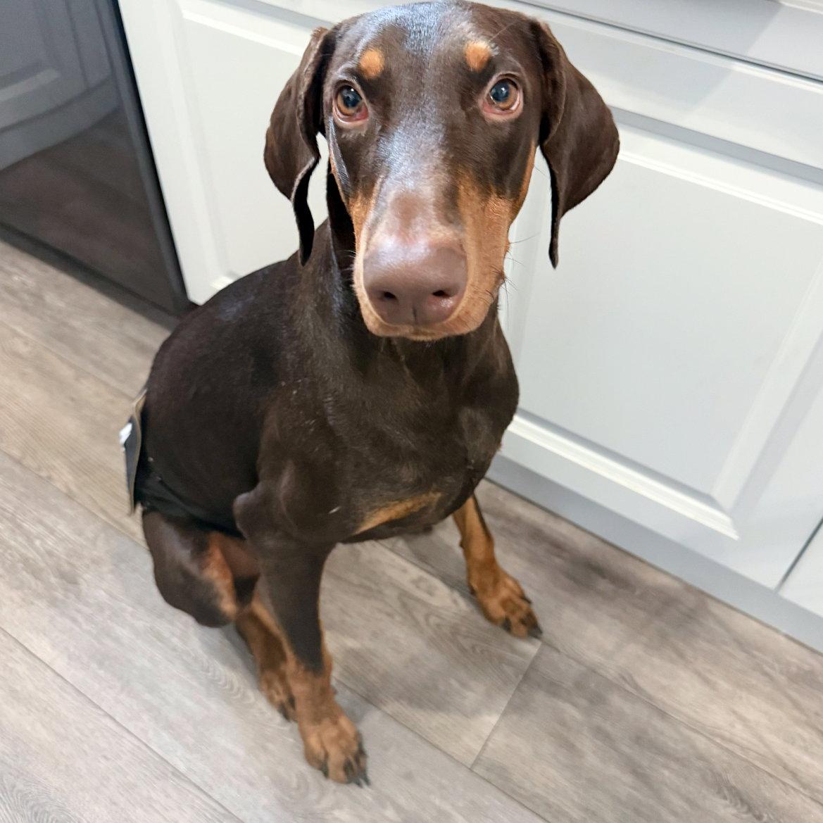 Enlarge Legend 3603, a Adoptable Doberman Pinscher in Oakland Park, FL image 2/3