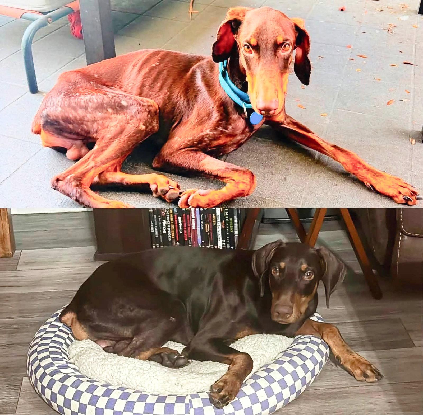Enlarge Legend 3603, a Adoptable Doberman Pinscher in Oakland Park, FL image 3/3