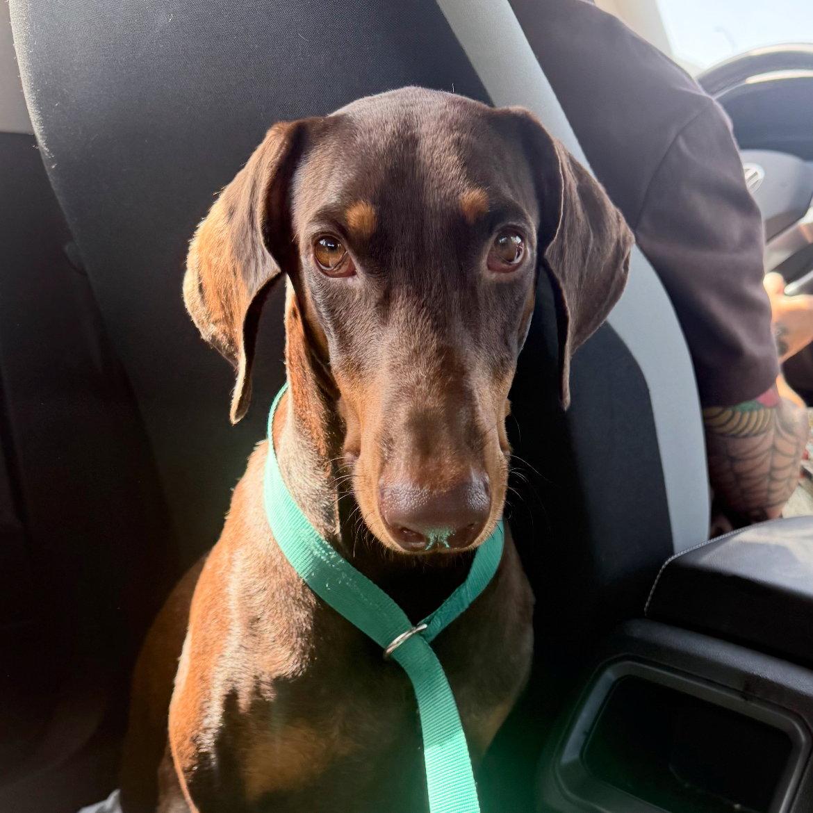 Enlarge Legend 3603, a Adoptable Doberman Pinscher in Oakland Park, FL image 3/3