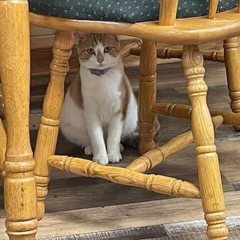 Enlarge Snickers, a Adoptable Domestic Short Hair in Woodville , WI image 2/5