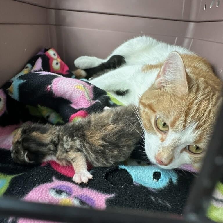 Enlarge Snickers, a Adoptable Domestic Short Hair in Woodville , WI image 3/5