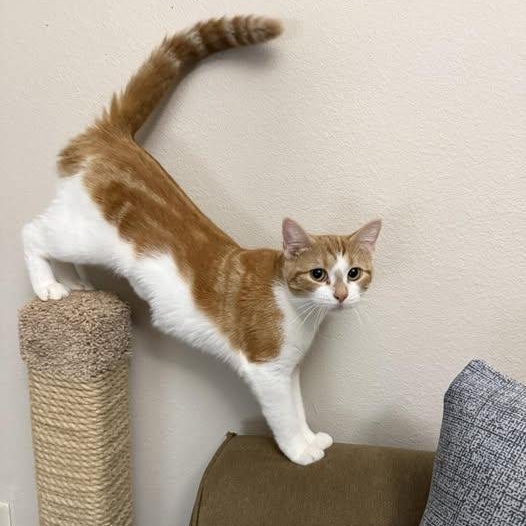 Enlarge Snickers, a Adoptable Domestic Short Hair in Woodville , WI image 1/5