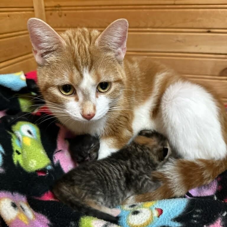 Enlarge Snickers, a Adoptable Domestic Short Hair in Woodville , WI image 4/5