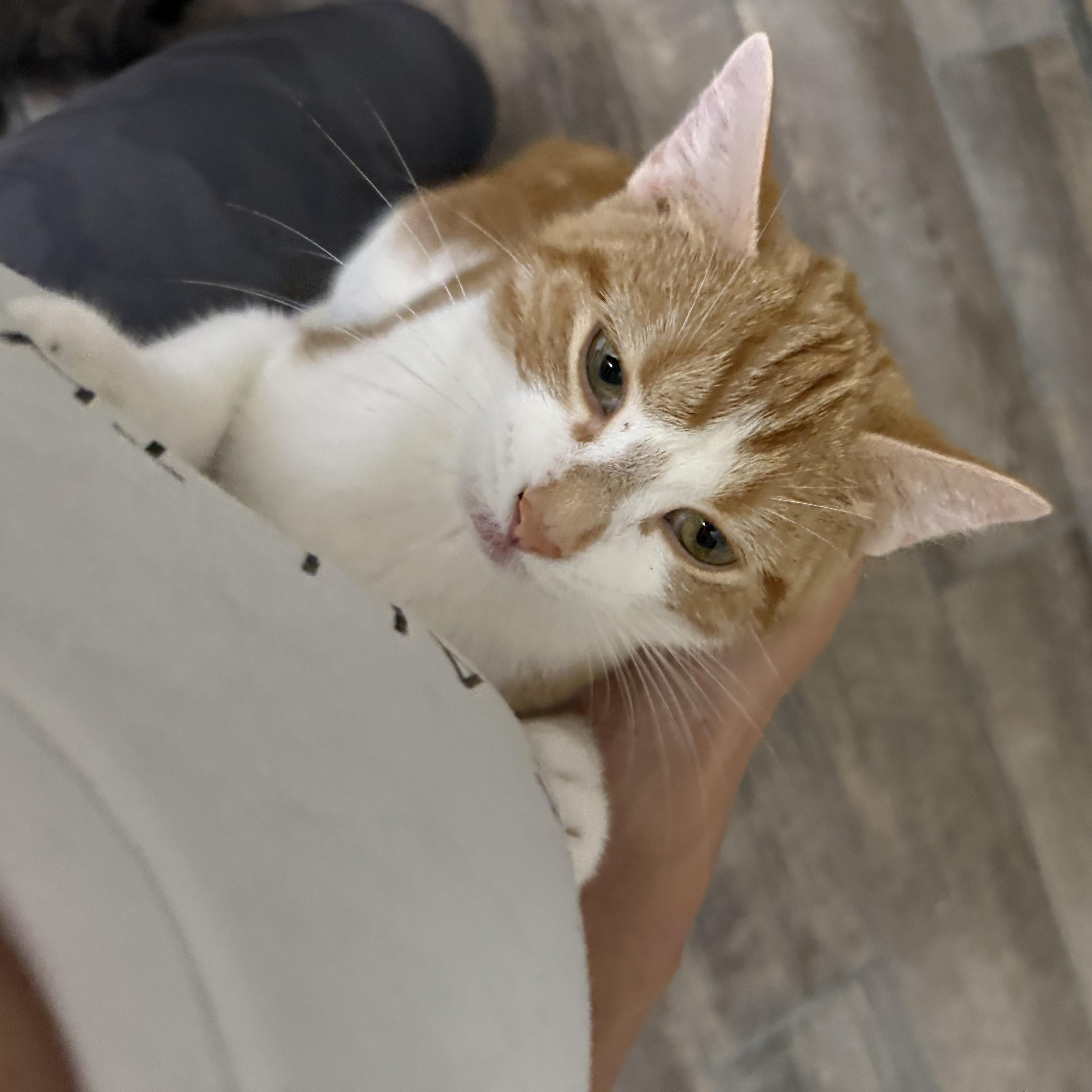 Enlarge Snickers, a Adoptable Domestic Short Hair in Woodville , WI image 5/5