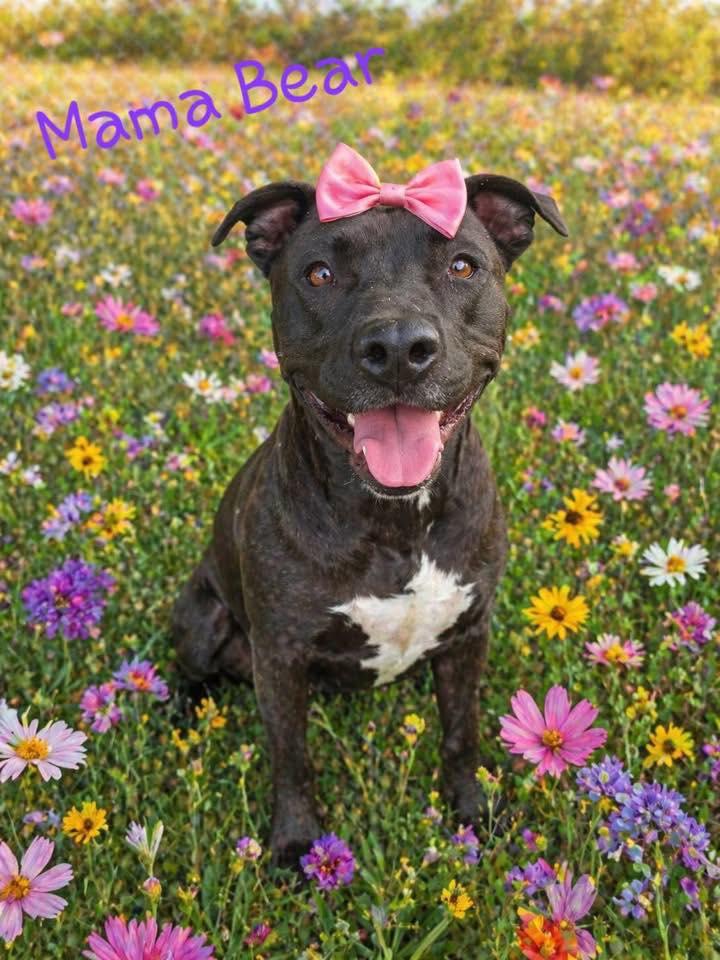 Enlarge Mama Bear, a ADOPTABLE Pit Bull Terrier in Ossining, NY image 1/1