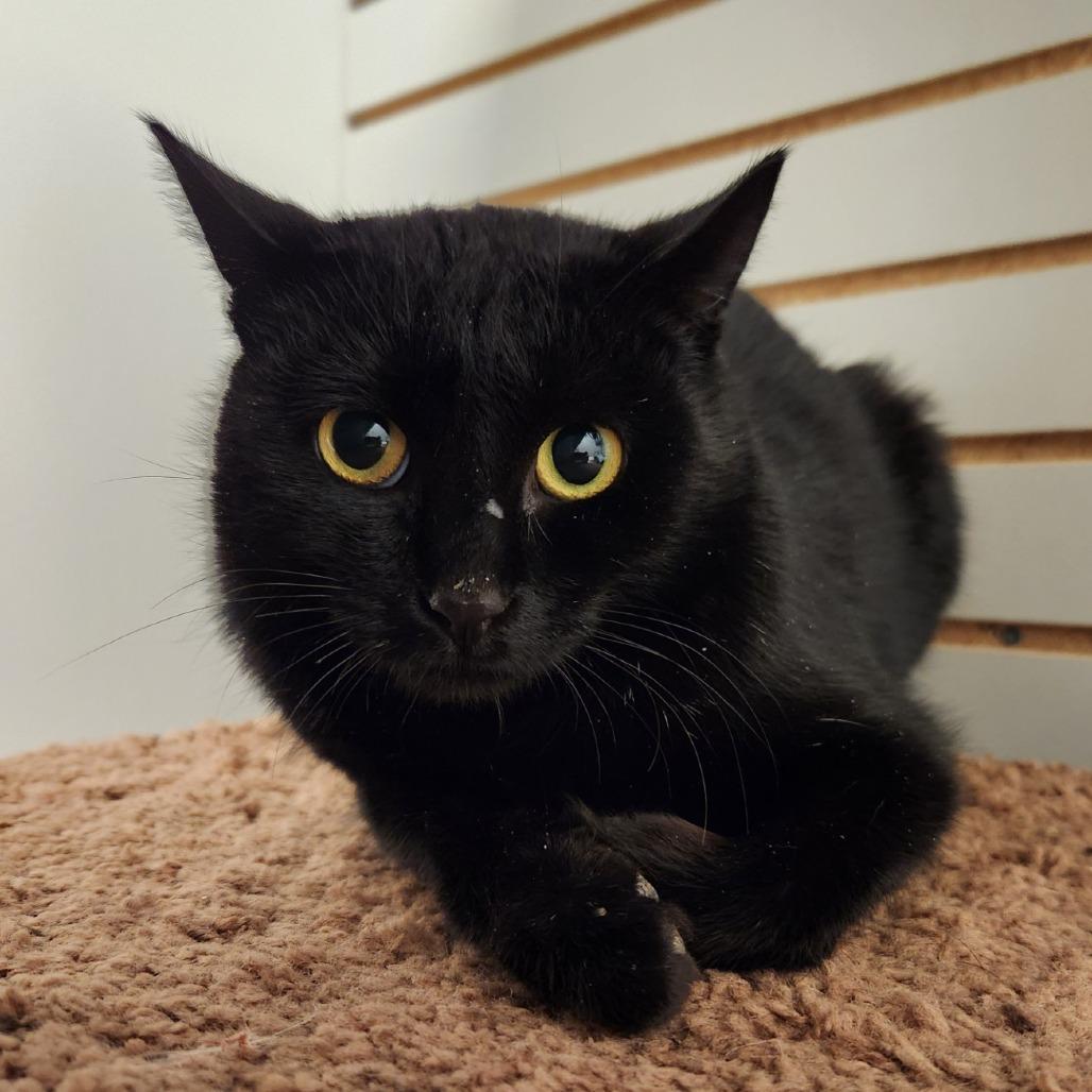 Daisy, Adoptable, Young Female Domestic Short Hair.