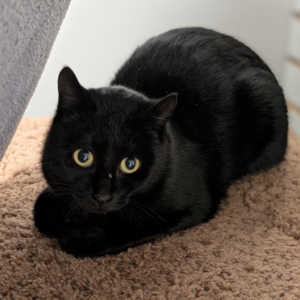 Daisy, Adoptable, Young Female Domestic Short Hair.