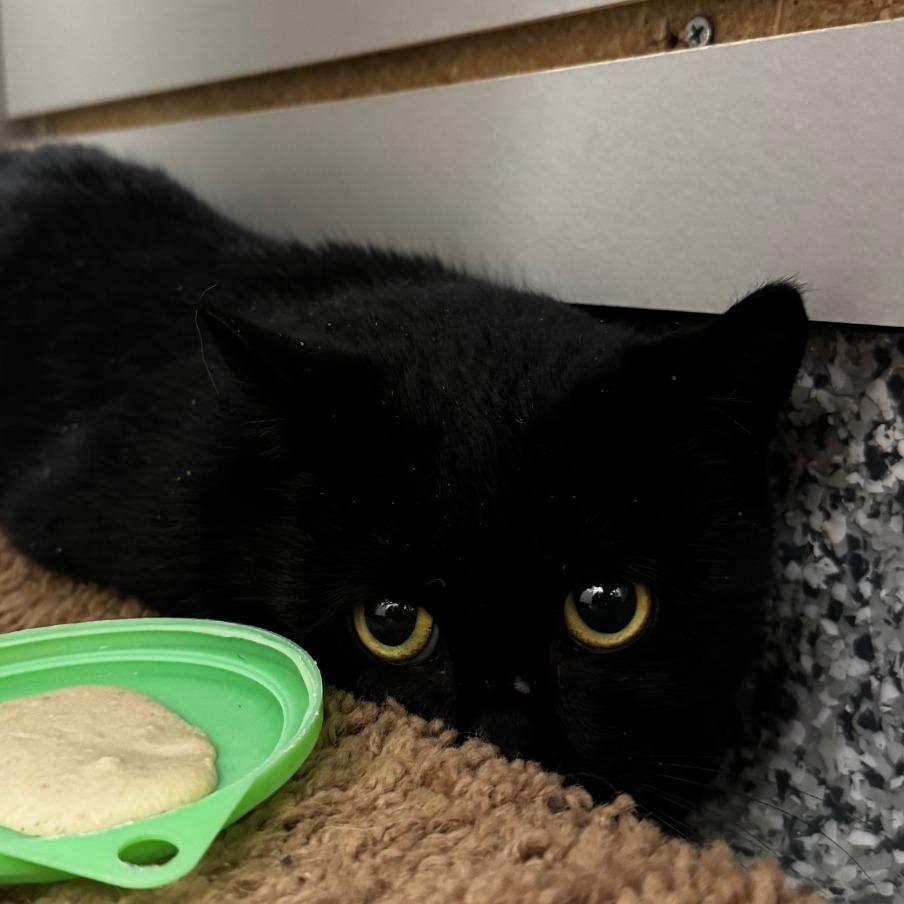 Enlarge Daisy, a Adoptable Domestic Short Hair in Brookfield, WI image 2/2