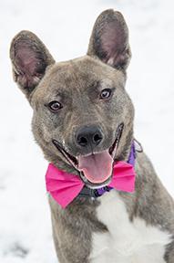 Enlarge Dingo, a Adoptable Mixed Breed in Jamestown, NY image 1/3