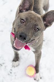 Enlarge Dingo, a Adoptable Mixed Breed in Jamestown, NY image 1/3