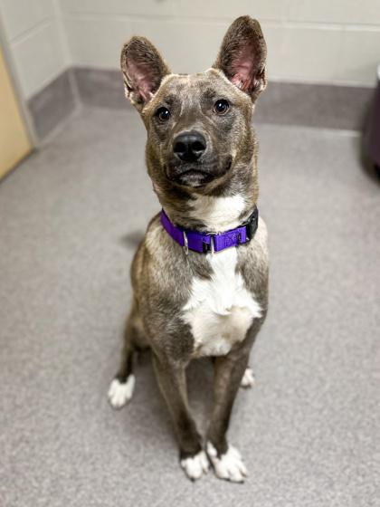 Dingo, Adoptable, Adult Male Mixed Breed & Mixed Breed.