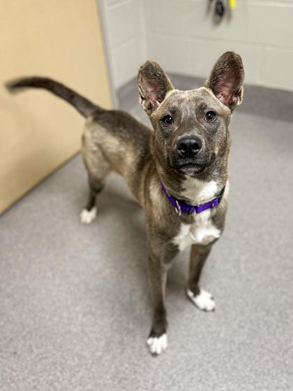 Dingo, Adoptable, Adult Male Mixed Breed & Mixed Breed.