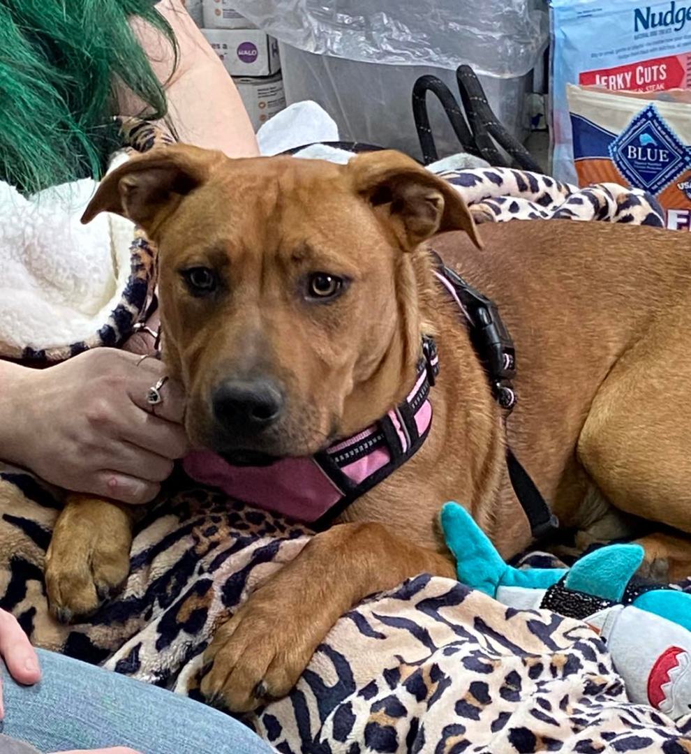 Panko, Adoptable, Young Male Black Mouth Cur & Labrador Retriever.