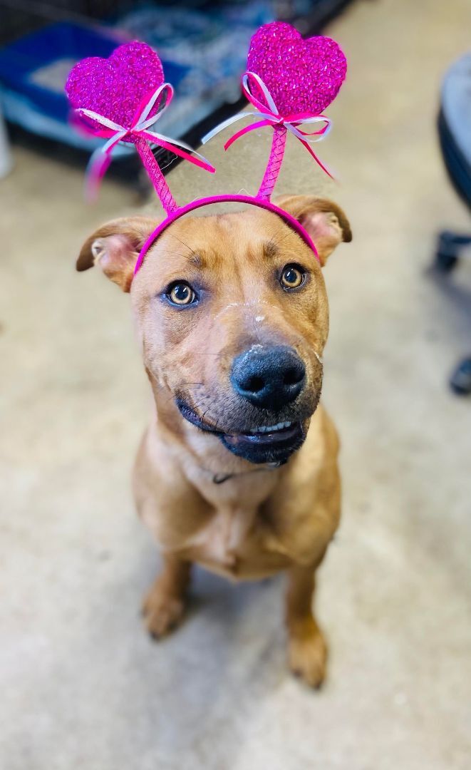 Enlarge Panko, a Adoptable mixed breed in Huntington, WV image 3/6
