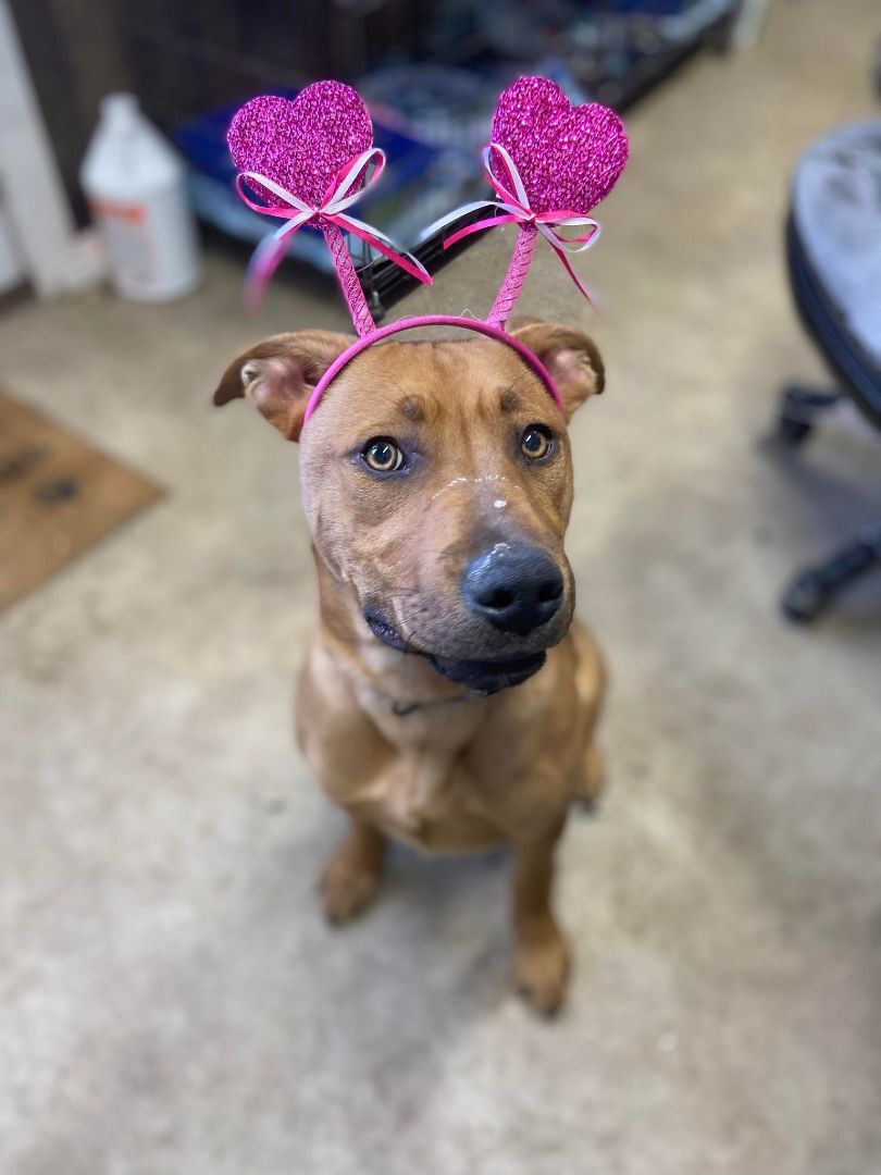 Enlarge Panko, a Adoptable mixed breed in Huntington, WV image 4/6