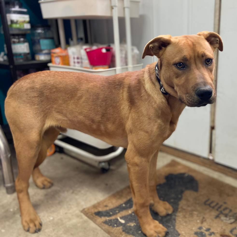 Enlarge Panko, a Adoptable mixed breed in Huntington, WV image 5/6