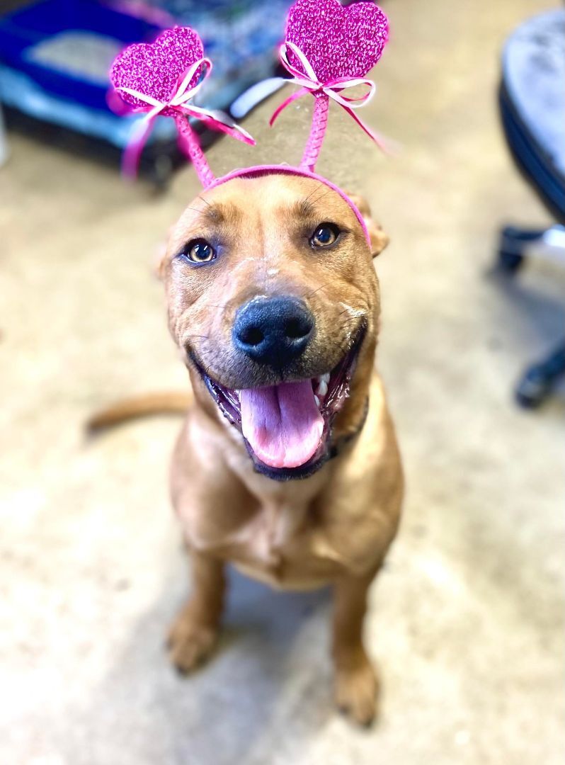 Enlarge Panko, a Adoptable mixed breed in Huntington, WV image 6/6