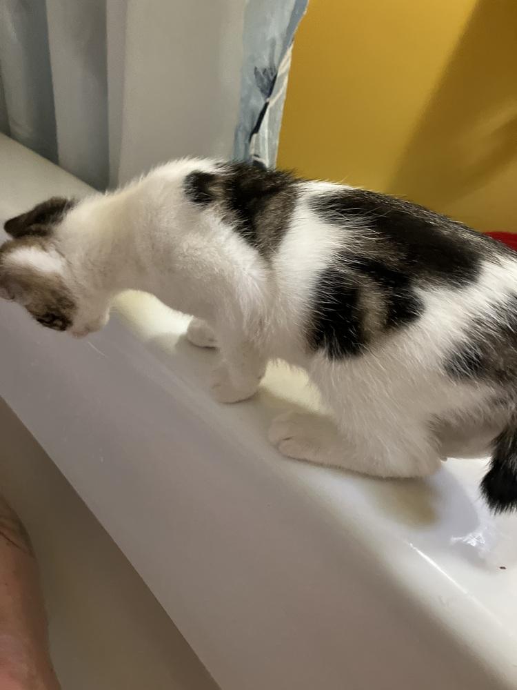 Pyro, Adoptable, Kitten Female Domestic Short Hair & Tabby.