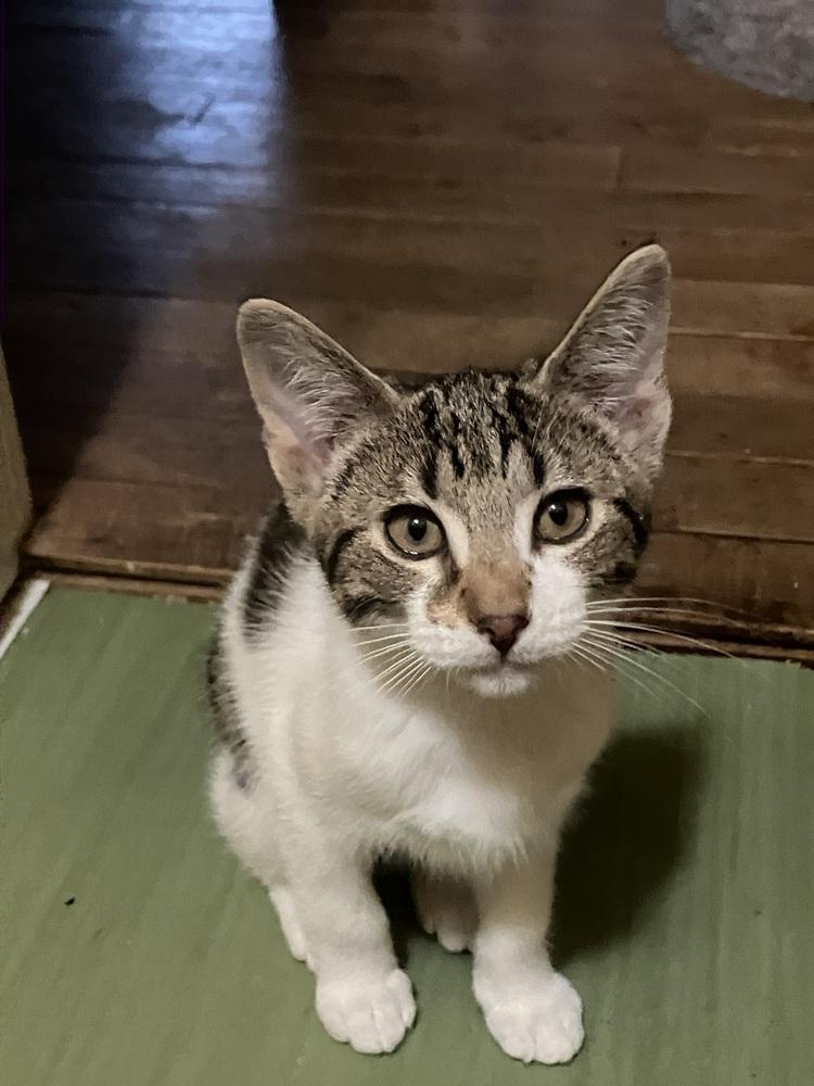 Pyro, a Adoptable mixed breed image 2/2