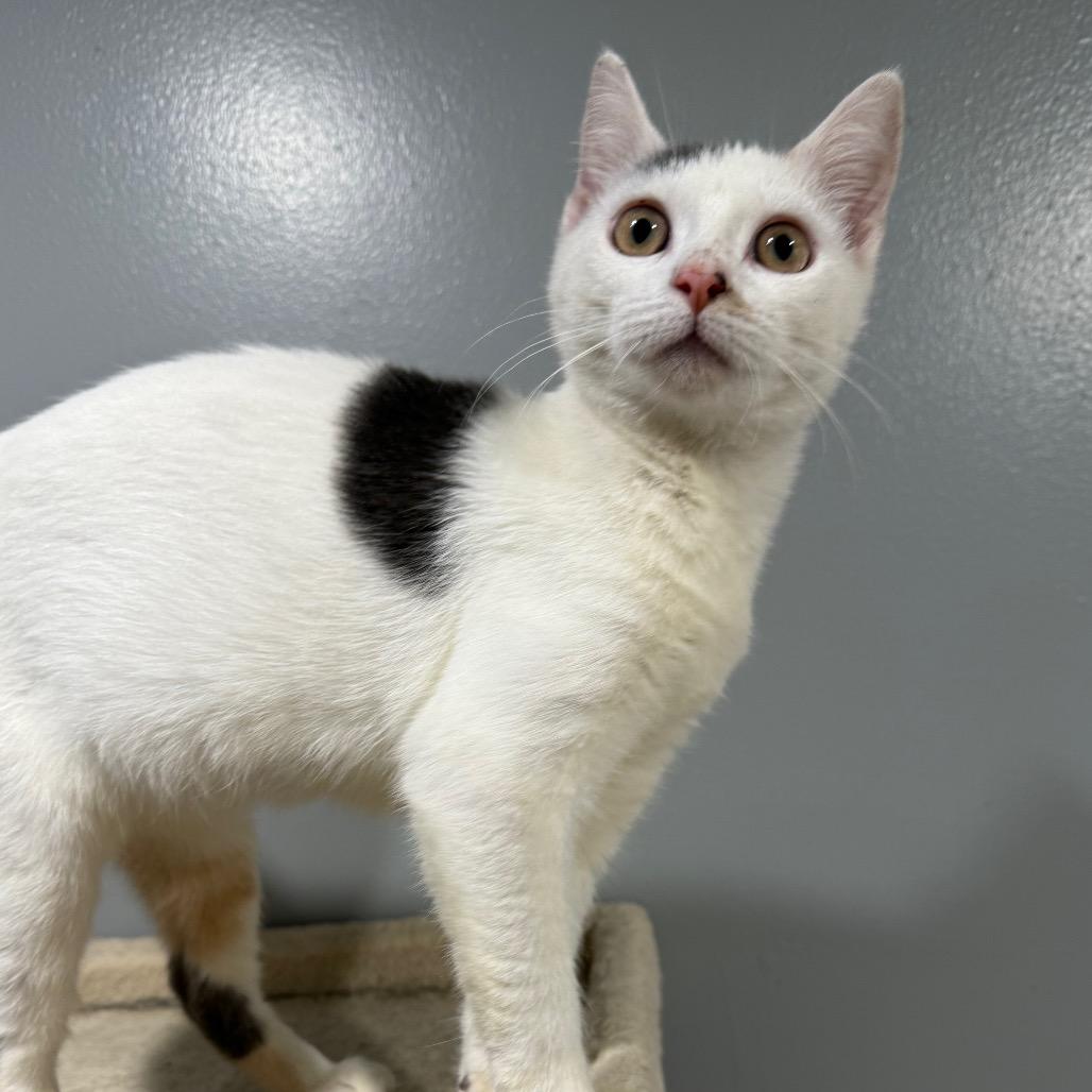 Enlarge Marshmellow, a Adoptable Domestic Short Hair in Ferndale, WA image 2/4