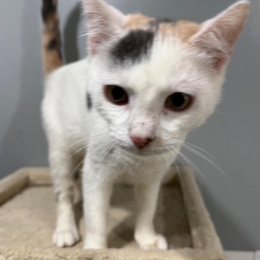 Enlarge Marshmellow, a Adoptable Domestic Short Hair in Ferndale, WA image 3/4