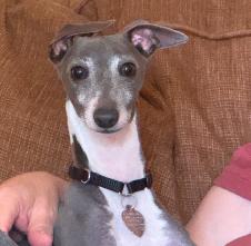 Leonelli - Houston - Ready for Adoption, Adopted, Young Male Italian Greyhound.