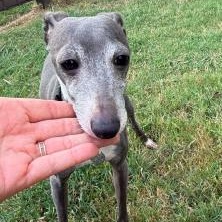 Enlarge Leonelli - Houston - Ready for Adoption, a Adopted Italian Greyhound in Bellaire, TX image 3/4