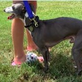 Enlarge Leonelli - Houston - Ready for Adoption, a Adopted Italian Greyhound in Bellaire, TX image 4/4