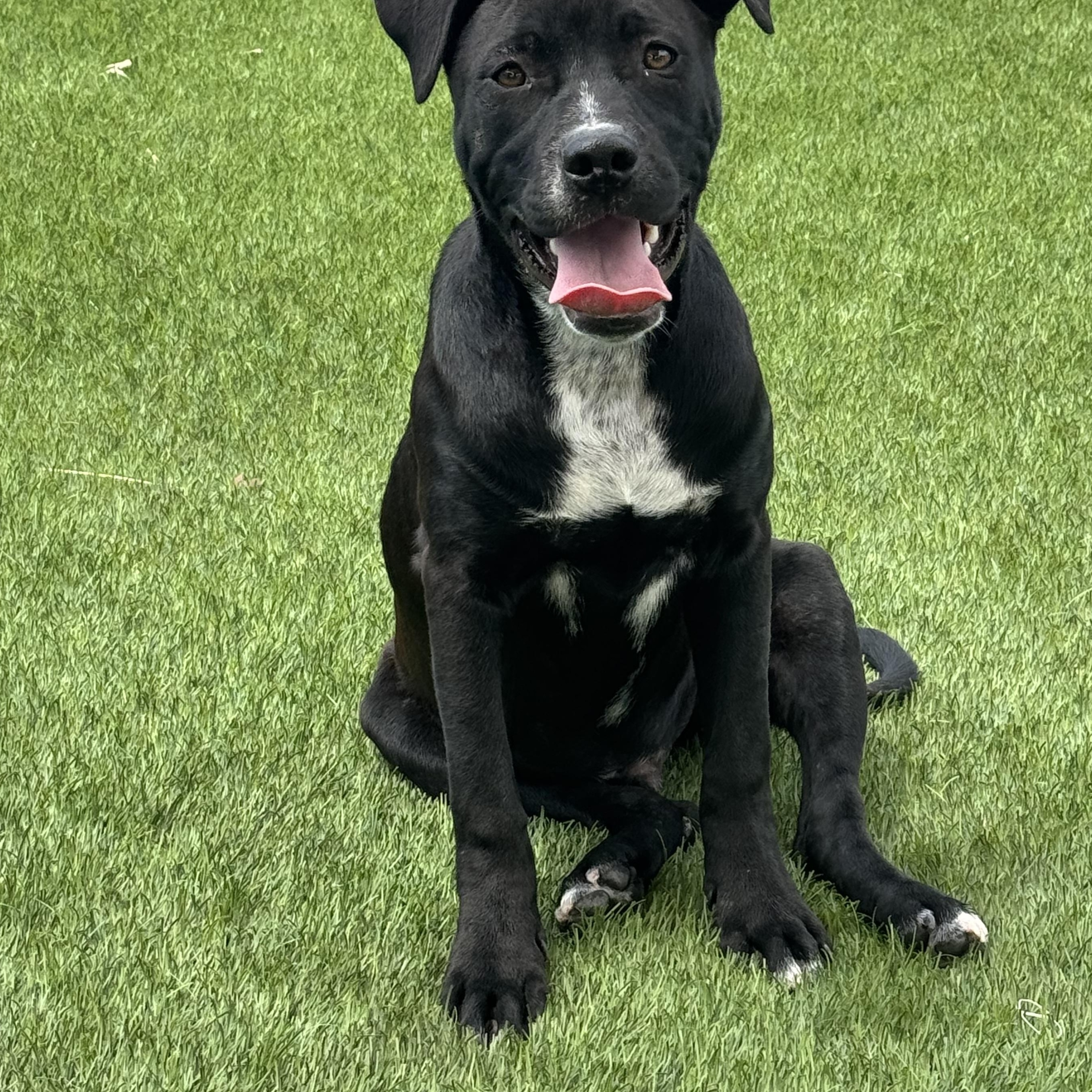 Rhett, a ADOPTABLE mixed breed in Williston, VT image 4/5
