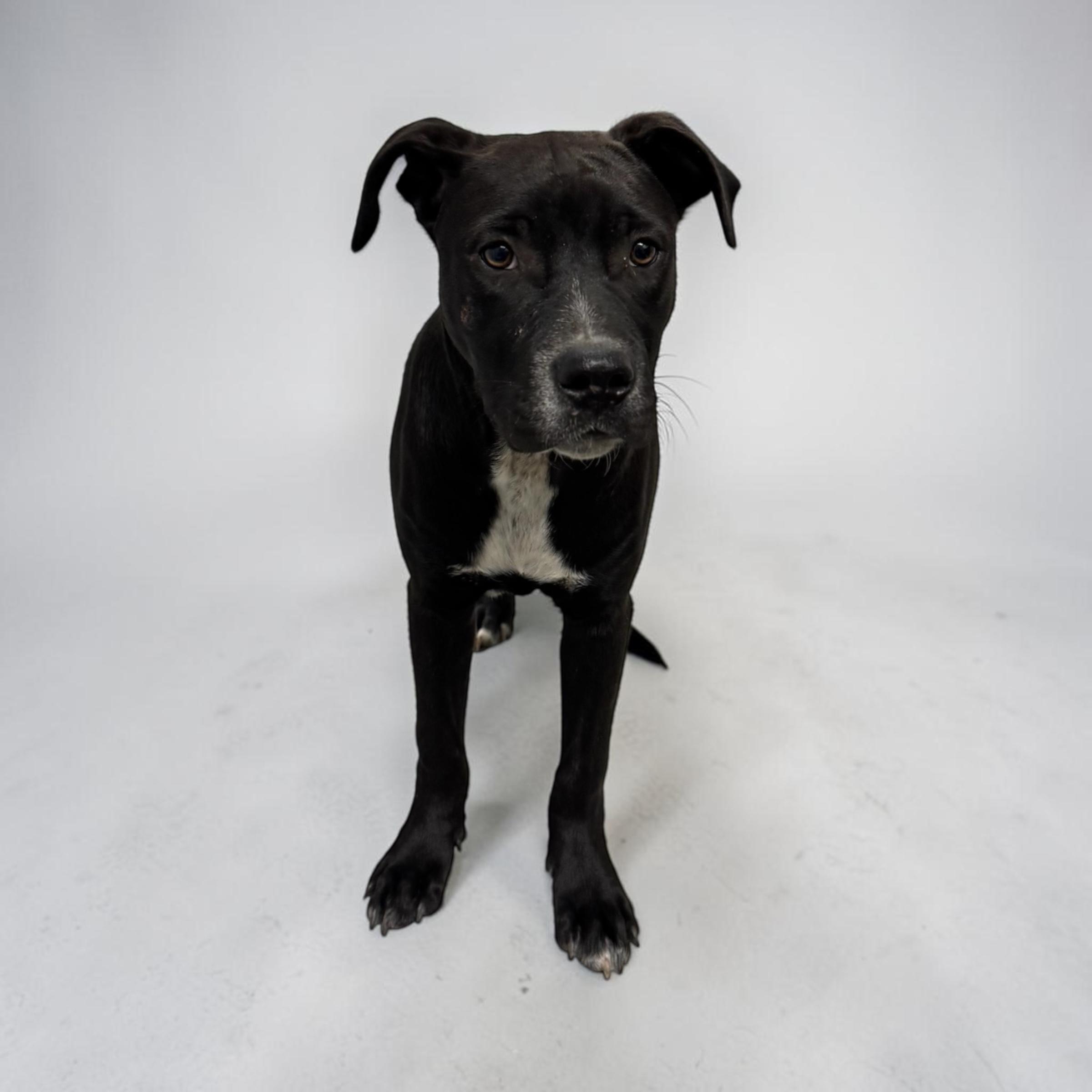 Rhett, a ADOPTABLE mixed breed in Williston, VT image 1/5
