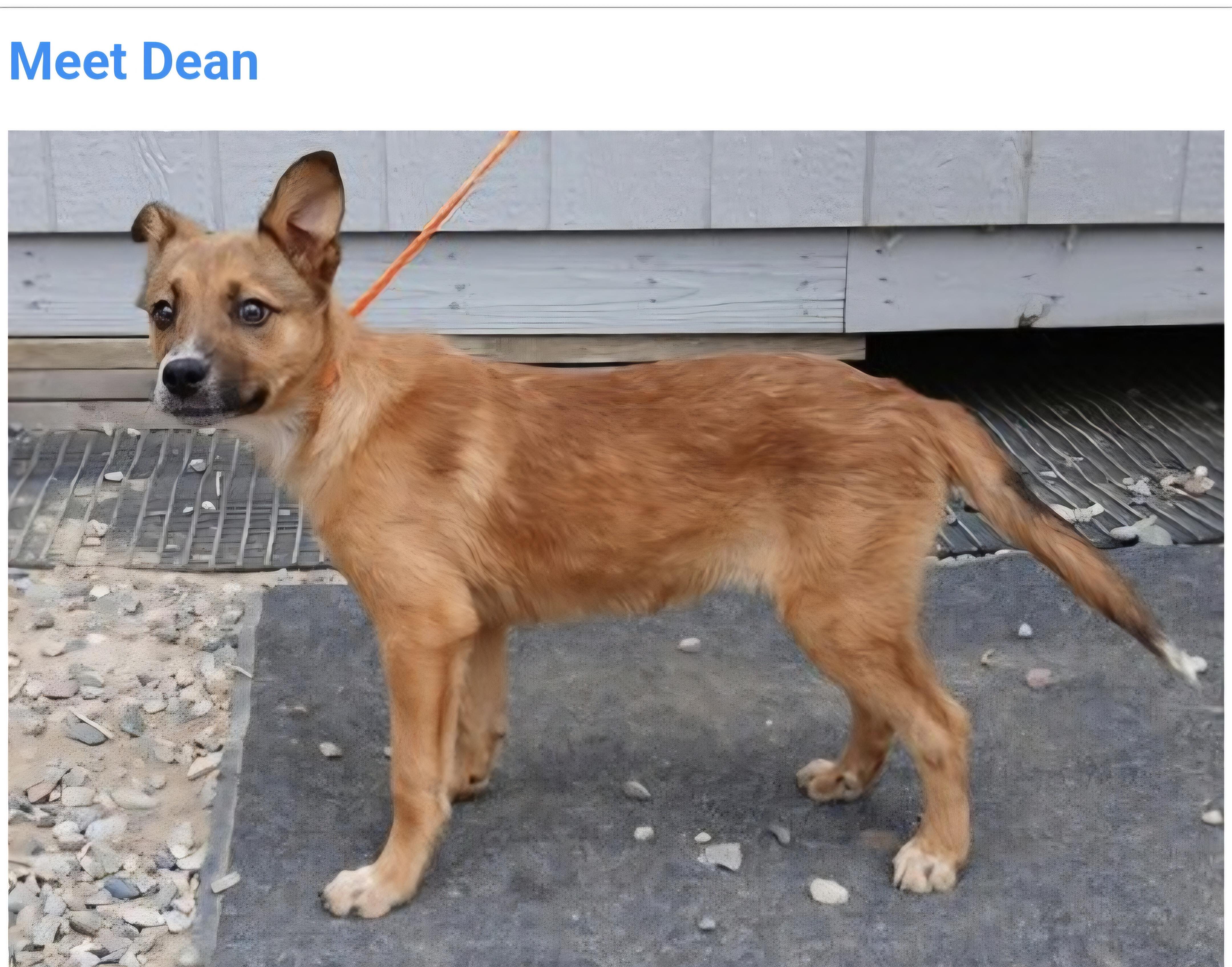 Dean, ADOPTABLE, Puppy Male Australian Cattle Dog / Blue Heeler.