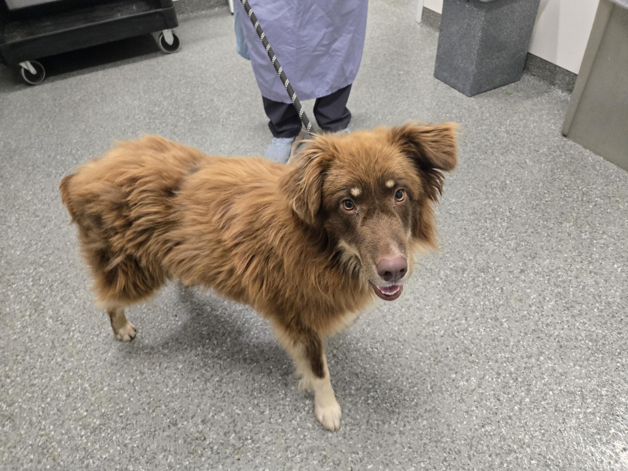 Dwayne, Adoptable, Adult Male Mixed Breed.