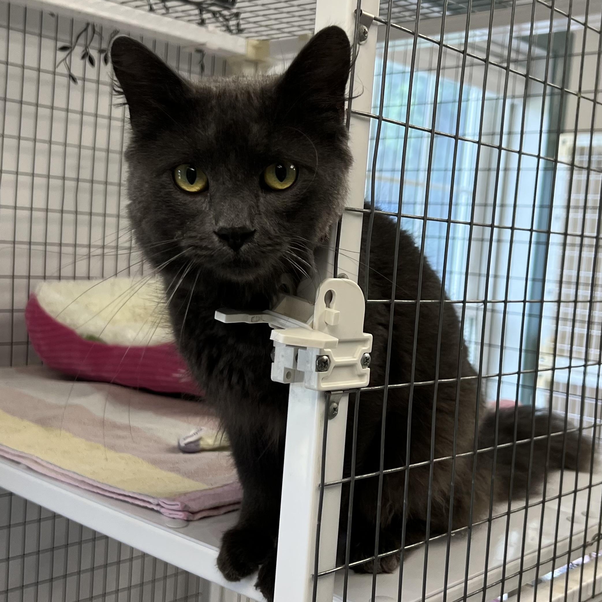 Parker, an adopted Domestic Short Hair in Medfield, MA image 4/4