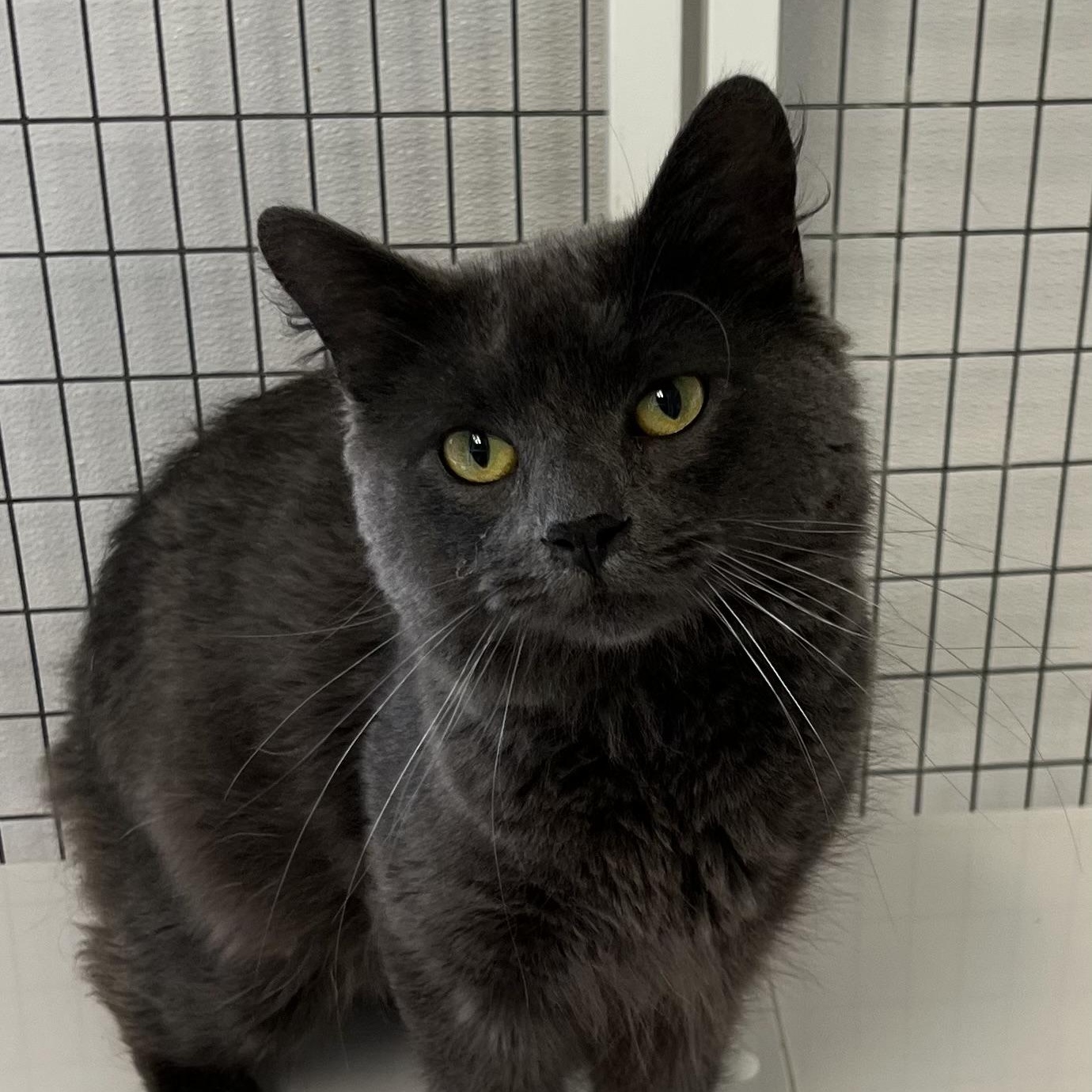 Parker, an adopted Domestic Short Hair in Medfield, MA image 1/4