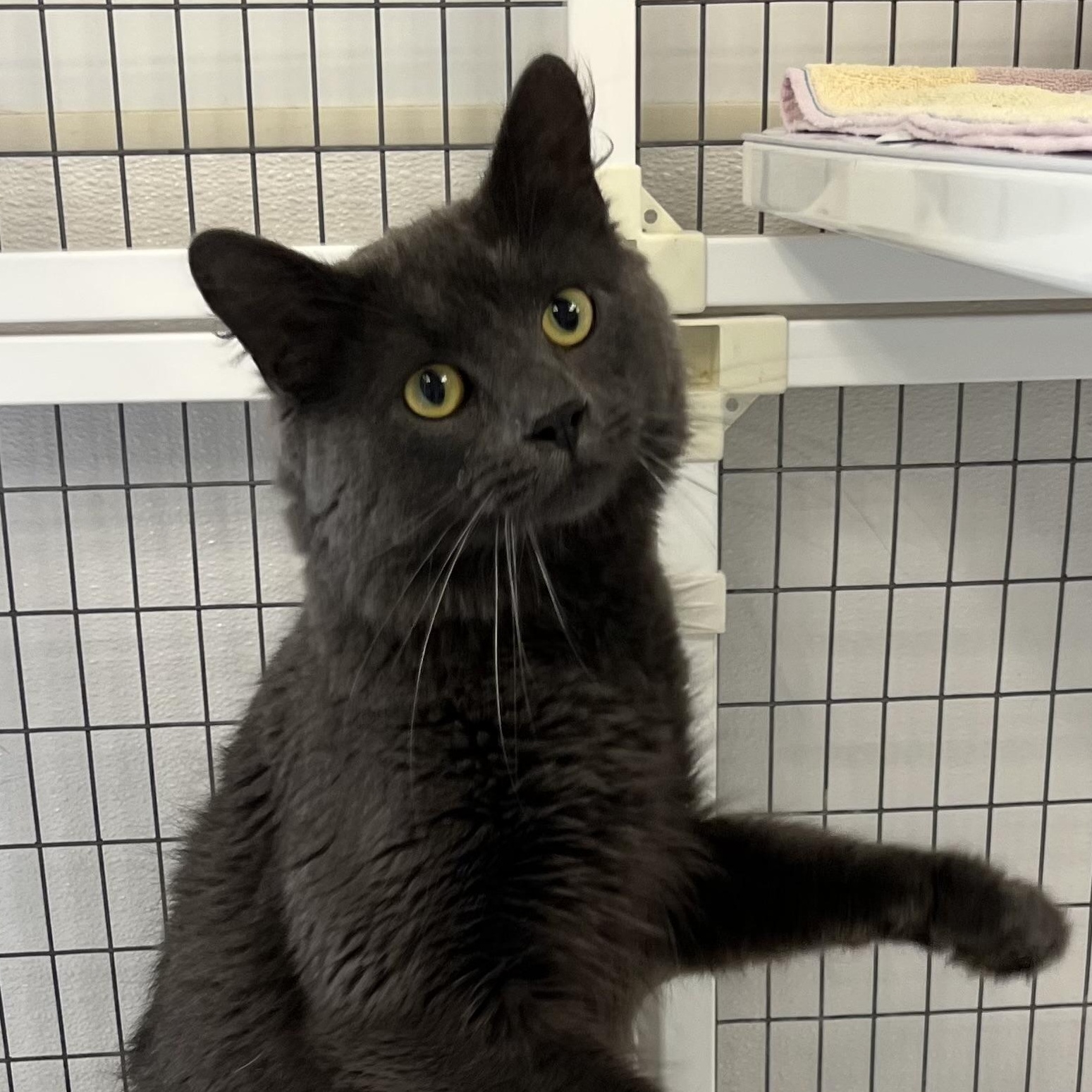 Parker, an adopted Domestic Short Hair in Medfield, MA image 3/4