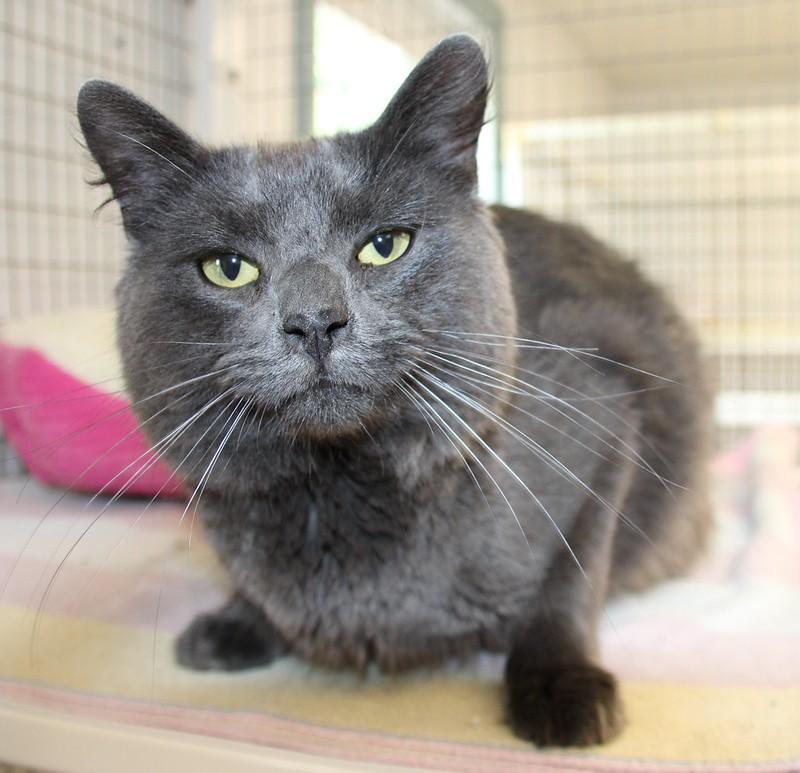 Parker, an adopted Domestic Short Hair in Medfield, MA image 2/4