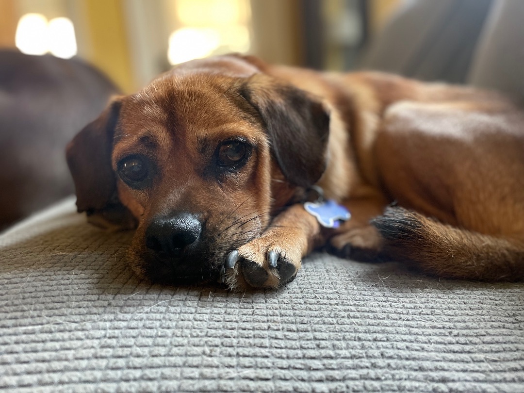 Enlarge Chili, a Adoptable mixed breed in Powell, OH image 1/6