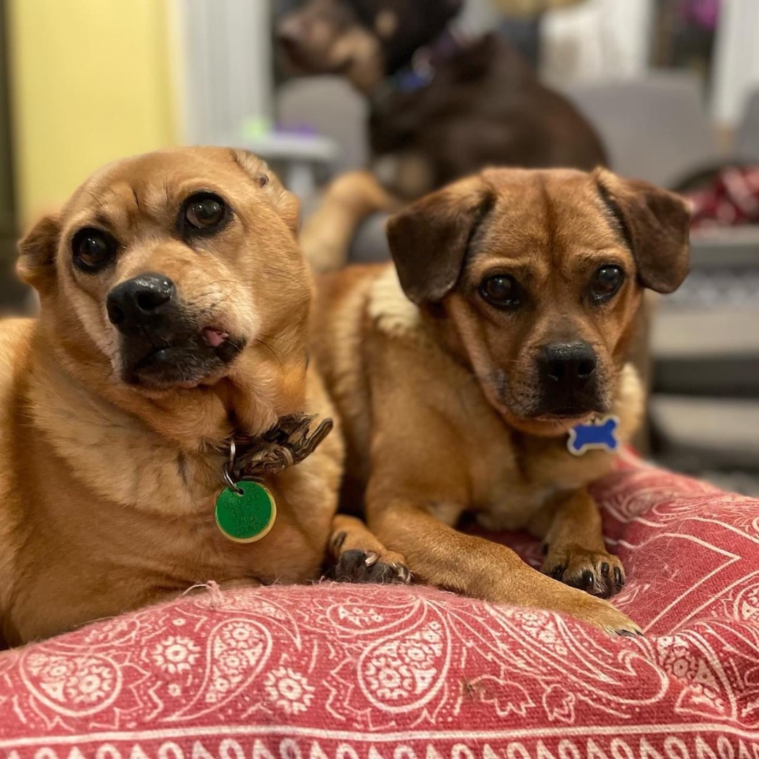 Enlarge Chili, a Adoptable mixed breed in Powell, OH image 2/6