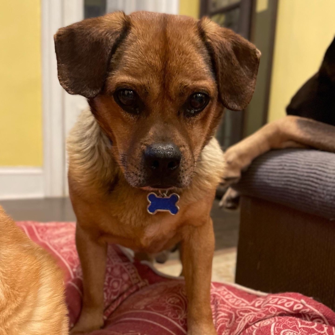 Enlarge Chili, a Adoptable mixed breed in Powell, OH image 3/6