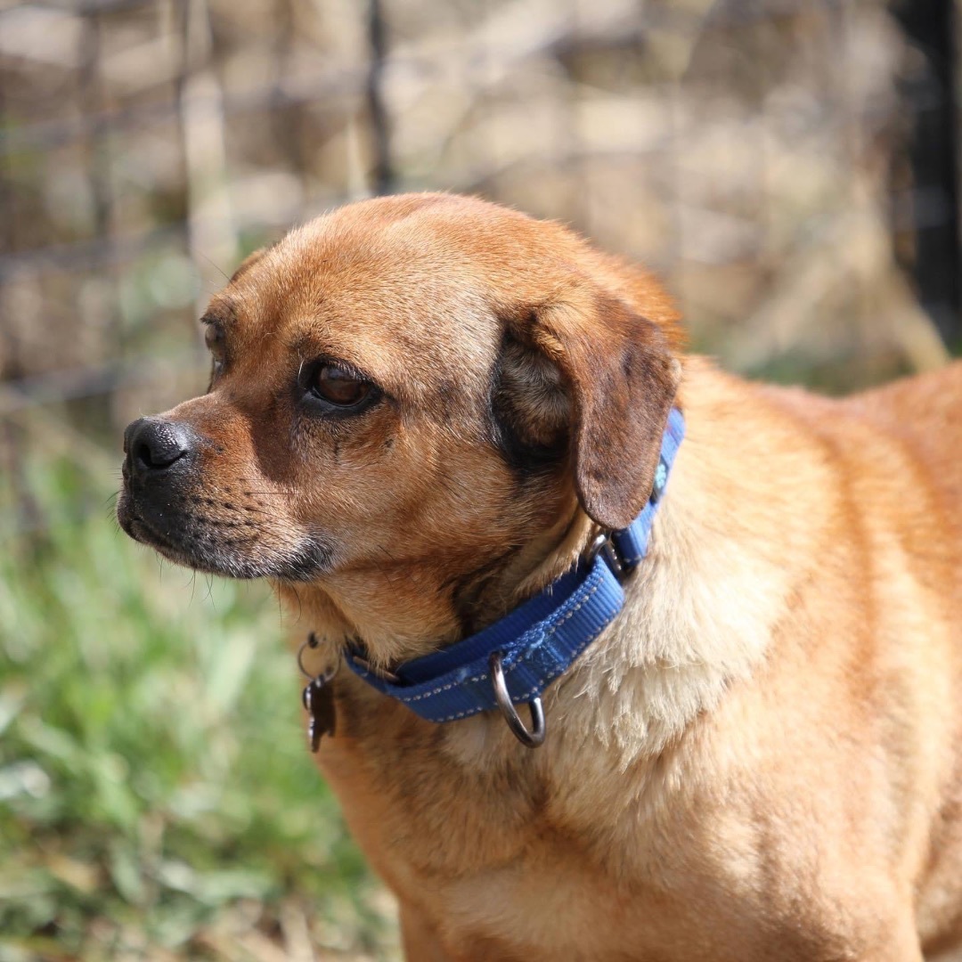 Enlarge Chili, a Adoptable mixed breed in Powell, OH image 4/6