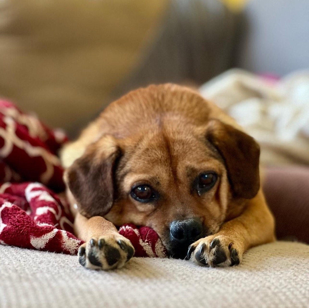 Enlarge Chili, a Adoptable mixed breed in Powell, OH image 5/6