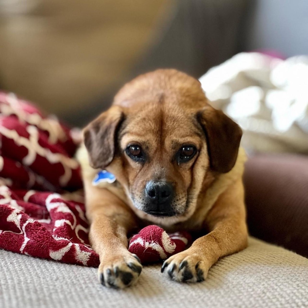 Enlarge Chili, a Adoptable mixed breed in Powell, OH image 6/6