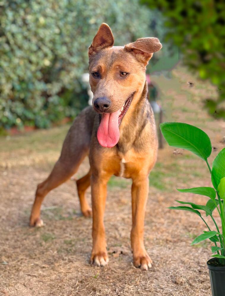 Bogi, Adoptable, Puppy Male German Shepherd Dog.