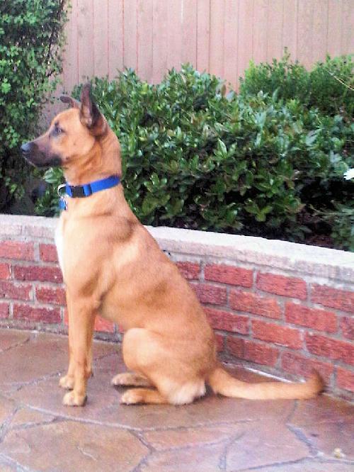Enlarge William, a Adopted Black Mouth Cur in Oklahoma City, OK image 1/3