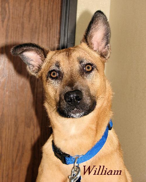 Enlarge William, a Adopted Black Mouth Cur in Oklahoma City, OK image 2/3