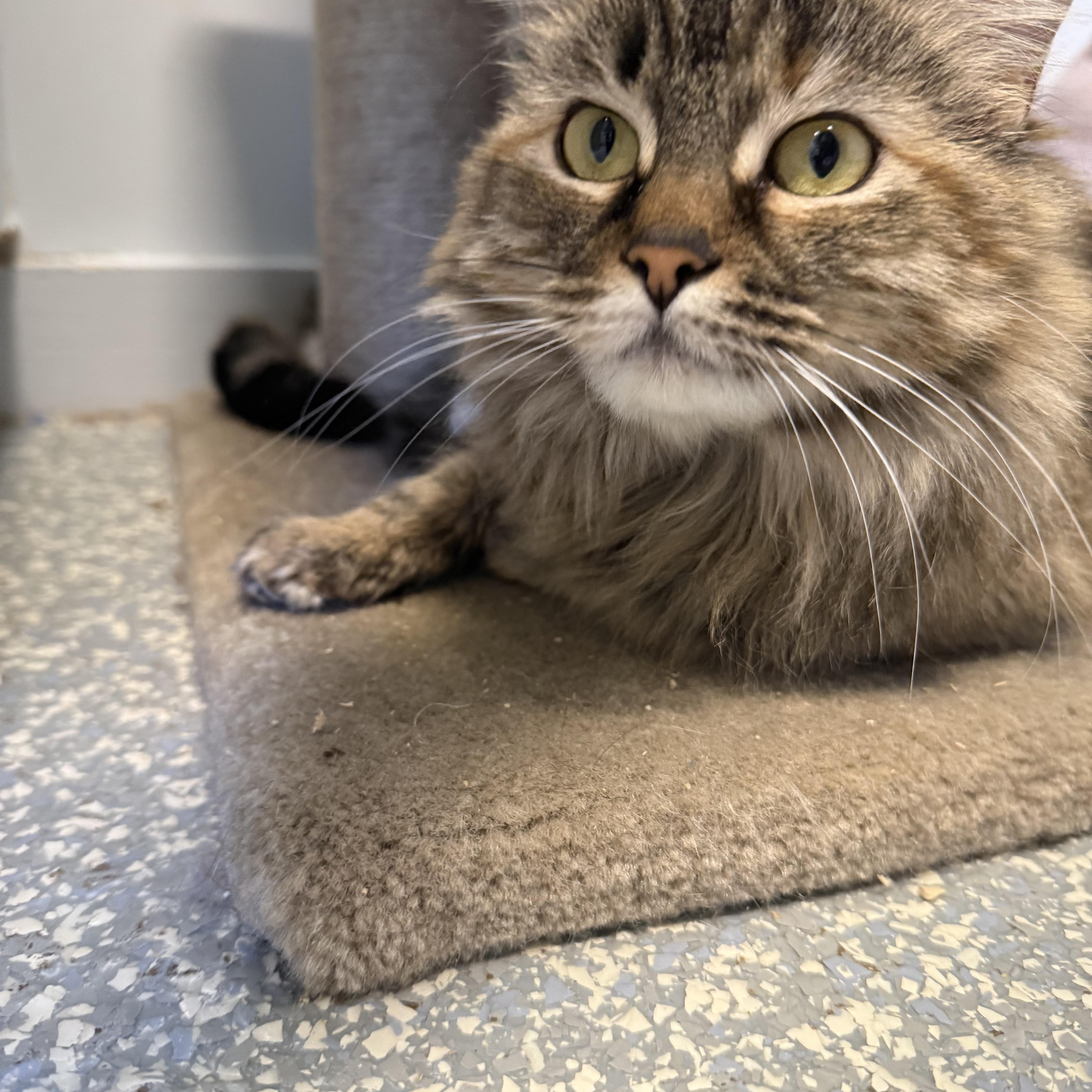 Enlarge Cinnamon, an adopted Domestic Long Hair in North Haven, CT image 2/4